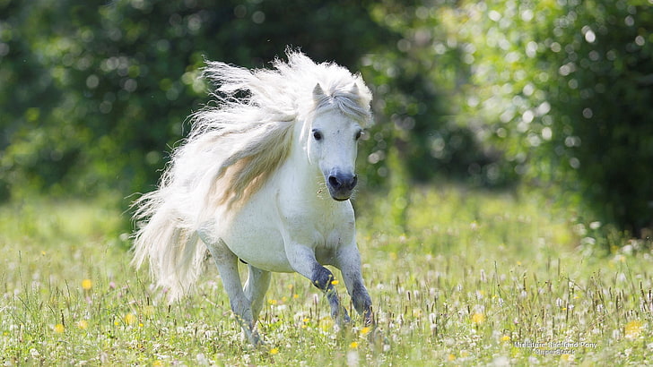 vit häst, maskrosor, vacker, vit, tapet, widescreen, bakgrund, ponny, fält, helskärm, löpande, liten häst, HD tapet
