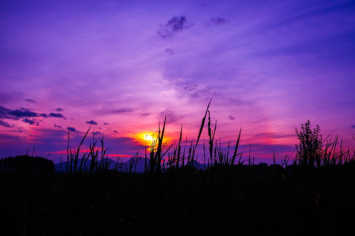silhouette of grass, twilight, grass, sky, HD wallpaper