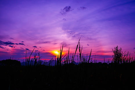 silhouette of grass, twilight, grass, sky, HD wallpaper HD wallpaper