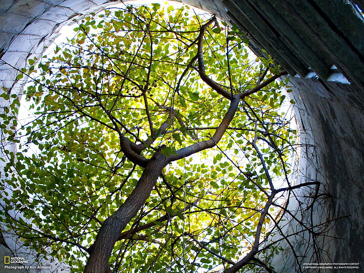 árboles, National Geographic, verde, follaje, rama, Fondo de pantalla HD
