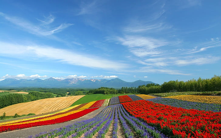 Colourful land, landscape, background, spring, HD wallpaper