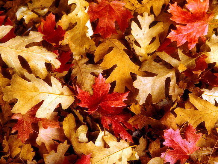 dried maple leaves, leaves, yellow, red, oak, maple, autumn, HD wallpaper