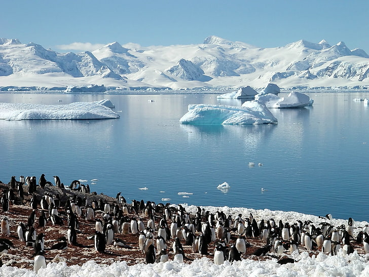 gray-and-white penguin lot, enguins, sea, glaciers, pack, north, spring, HD wallpaper