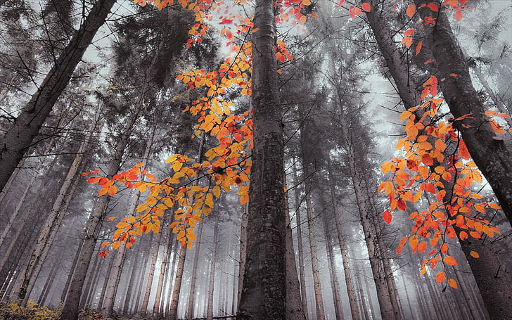 pohon hijau, alam, lanskap, hutan, kabut, daun, jatuh, pohon, Wallpaper HD