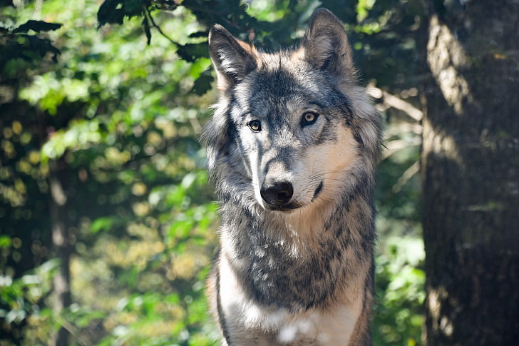 gray wolf, wolf, predator, muzzle, HD wallpaper