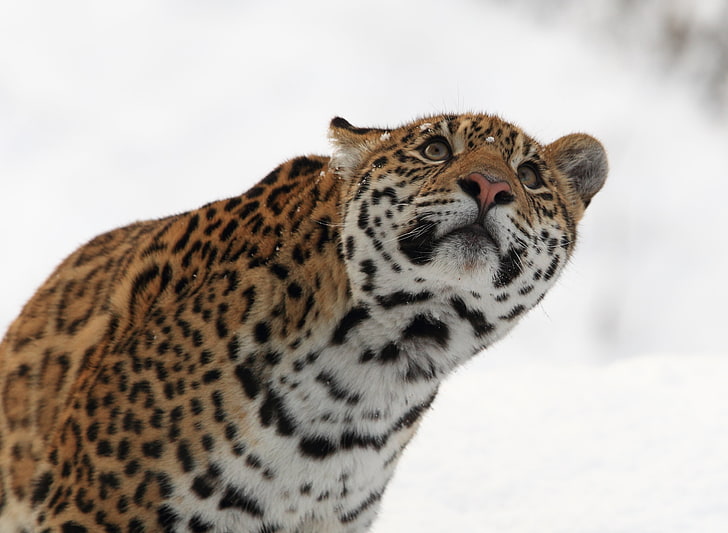 macan tutul hitam dan coklat, jaguar, predator, kucing besar, Wallpaper HD