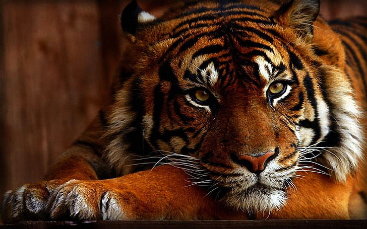 Bengal Tiger, tiger, animals, HD wallpaper