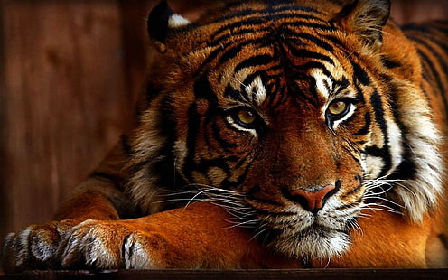 Бенгальский тигр, тигр, животные, HD обои HD wallpaper