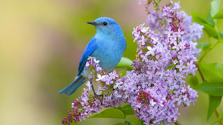 طائر ، طائر أزرق ، زهرة أرجواني ، طبيعة، خلفية HD