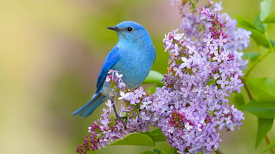 pássaro, pássaro azul, flor lilás, natureza, HD papel de parede HD wallpaper