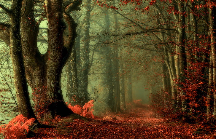 الأشجار المورقة الحمراء التوضيح، الطريق، الخريف، الغابات، خلفية HD