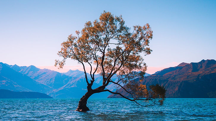 озеро Ванака, Новая Зеландия, одинокое дерево, одинокое дерево, озеро, HD обои