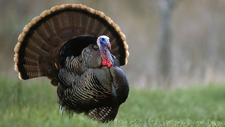 bird, nature, Thanksgiving, turkey, wildlife, HD wallpaper