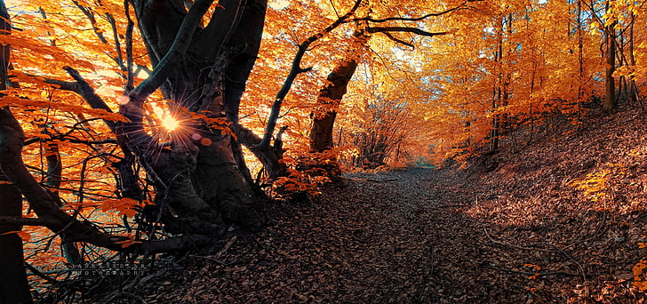 albero a foglie marroni, foto di alberi marroni durante il giorno, autunno, natura, foglie morte, Sfondo HD
