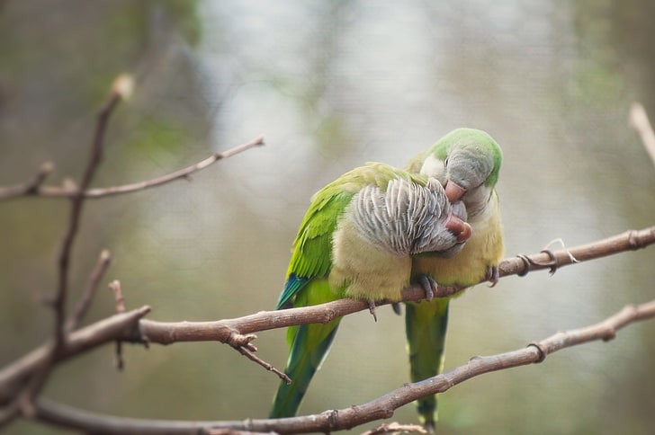 Aşk Kuşları, iki yeşil muhabbet kuşu, Aşk, dallar, kuşlar, papağan, HD masaüstü duvar kağıdı