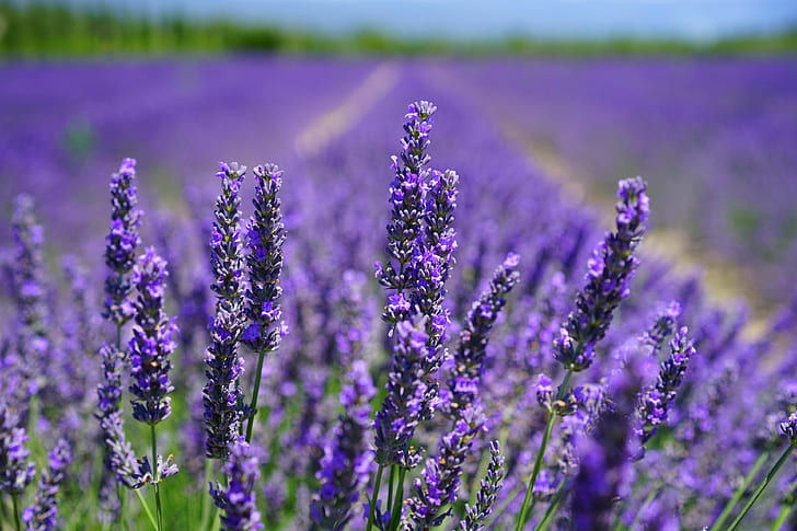 aroma, blooming lavender, close up, countryside, field, field of flowers, flower meadow, flowers, fragrance, lavender, lavender field, meadow, nature, outdoors, petals, plant, purple, scented plant, HD wallpaper
