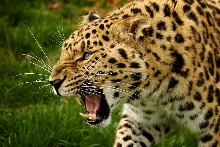 Морда амурского леопарда, хищник, дикая кошка, морда, клыки, амурский леопард, HD обои