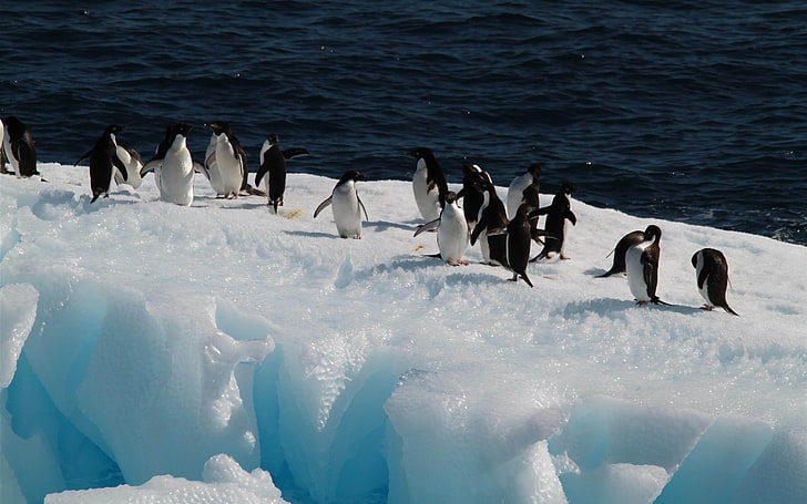 Tapety na pulpit HD szczęśliwe pingwiny antarktyczne 14, rodzina pingwinów, Tapety HD