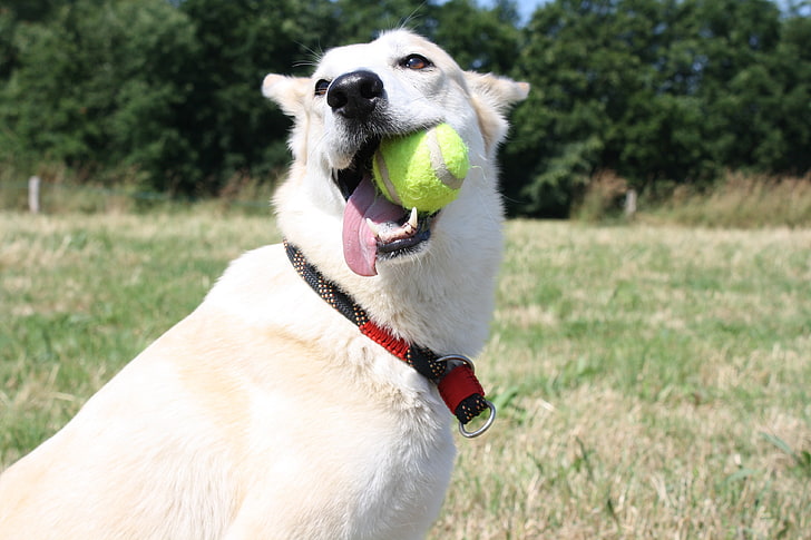 Labrador amarelo recuperar, cão, focinho, bola, brincalhão, HD papel de parede