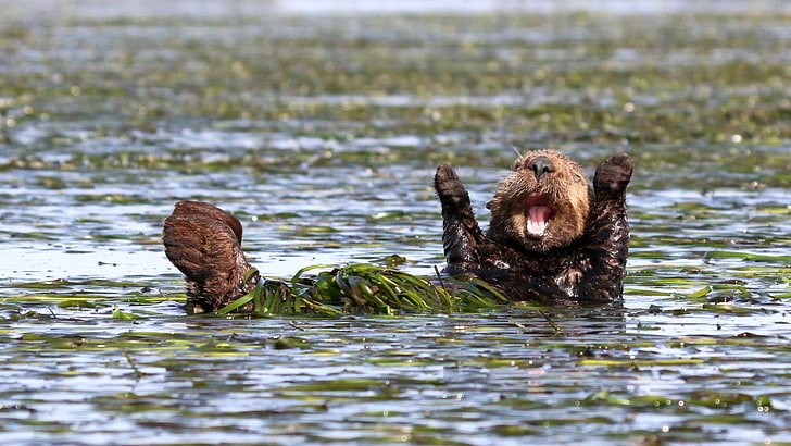 nature, animals, depth of field, humor, water, muzzles, otters, Penny Palmer, seaweed, swimming, HD wallpaper