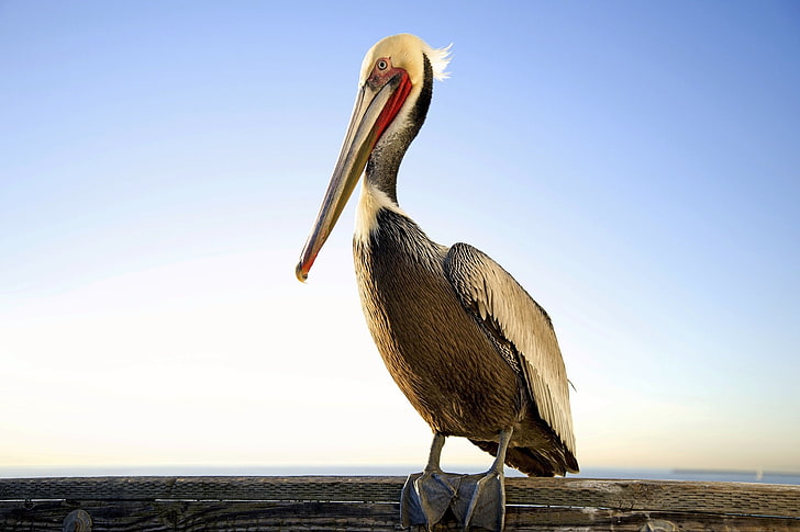 nature, animals, birds, pelicans, HD wallpaper