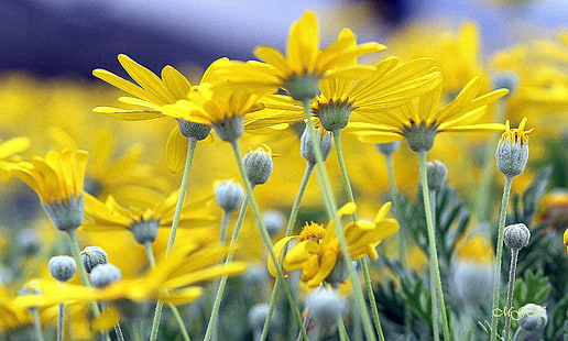 жълти цветя, природа, цвете, жълт, растение, лято, ливада, пролет, поле, на открито, красота В природата, близък план, HD тапет HD wallpaper