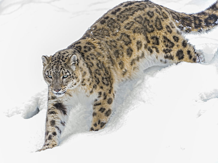 brown, black, and white snow leopard, winter, cat, snow, IRBIS, snow leopard, ©Tambako The Jaguar, HD wallpaper