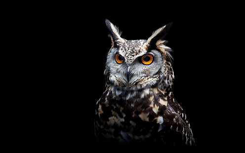 Owl, black background, Owl, Black, Background, HD wallpaper HD wallpaper