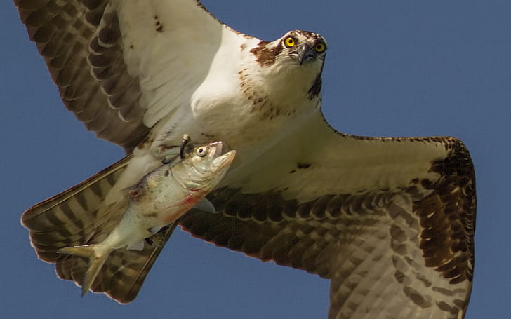 Águila pescadora con pescado cogido vuelo a lo largo de las ostras del río Rappahannock en Virginia, Fondo de pantalla HD