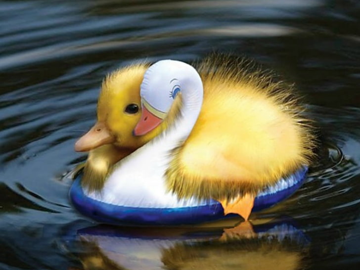 duck duckling how cute is that Animals Ducks HD Art , water, duck, duckling, friend, HD wallpaper
