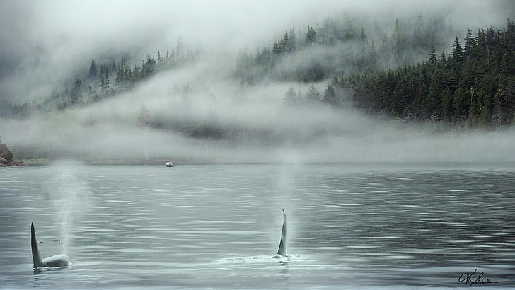 späckhuggare, orca, vatten, natur, dimma, dimma, val, turism, British Columbia, Kanada, Vancouver Island, morgon, himmel, atmosfär, träd, skog, HD tapet