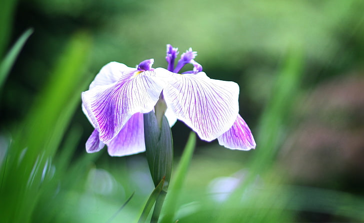 Pick Me Up, flor de iris morado, naturaleza, flores, primer plano, flor, pick up up, iris, púrpura, Fondo de pantalla HD