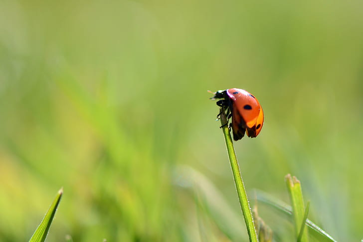 macro photography of ladybird on grass, Ready for take off, macro photography, ladybird, grass, Nikon  D5100, Ladybug, insect, nature, plant, green Color, macro, close-up, summer, meadow, red, leaf, springtime, beetle, environment, beauty In Nature, outdoors, blade of Grass, HD wallpaper