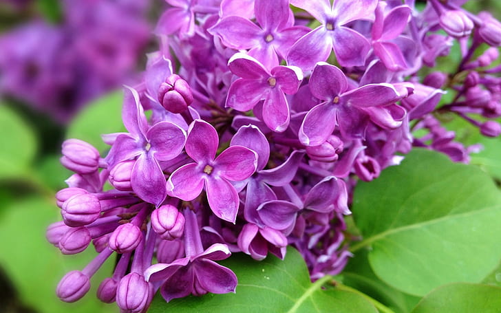 Rama de flores lila púrpura, naturaleza, primavera, púrpura, lila, flores, rama, naturaleza, primavera, Fondo de pantalla HD