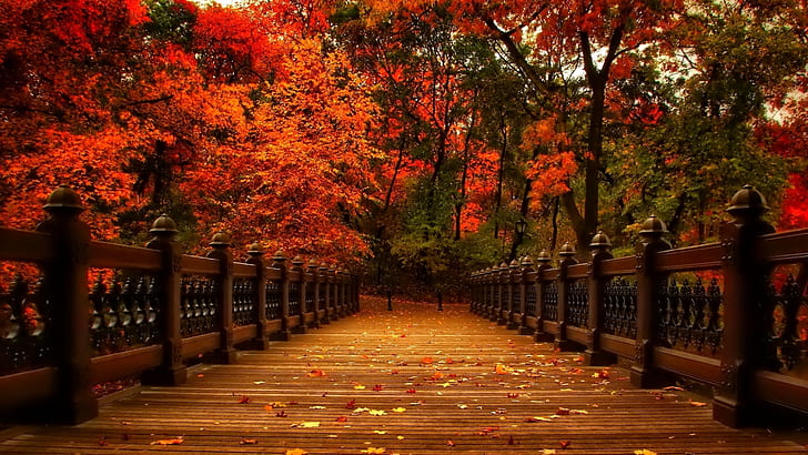 promenade, passerelle, automne, Bank Rock Bay, Central Park, parc, à feuilles caduques, États-Unis, New York, New York City, USA, New York, Manhattan, Fond d'écran HD