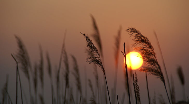 Reed Silhouette at Sunset, brown wheat, Nature, Sun and Sky, HD wallpaper