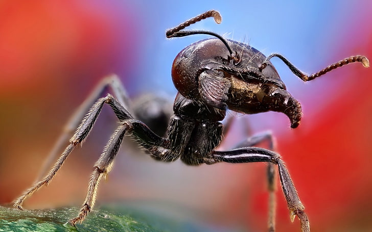 hormiga negra, hormiga del ejército negro fotografía macro, hormigas, macro, Fondo de pantalla HD