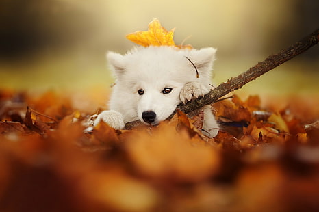 الكلاب ، Samoyed ، حيوان الطفل ، الكلب ، الخريف ، الحيوانات الأليفة ، الجرو، خلفية HD HD wallpaper