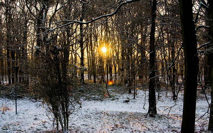 landskap, solnedgång, vinter, snö, skog, linsflare, HD tapet