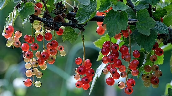  macro, berries, branch, currants, HD wallpaper HD wallpaper