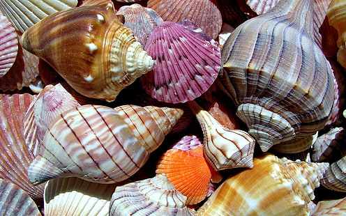 Sea Shells, sea, shells, background, HD wallpaper HD wallpaper