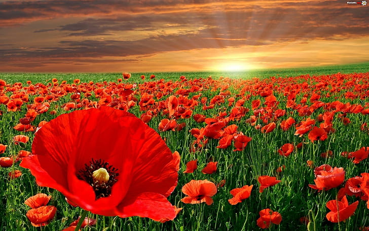 Poppies Sunset, bidang poppy merah, alam, bunga poppy, matahari terbenam, bunga, alam, dan lanskap, Wallpaper HD