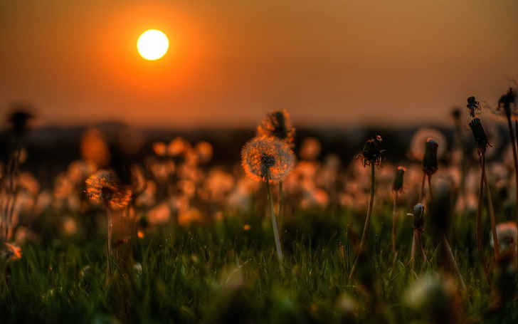 Löwenzahnknospen, weiße Blüten bei Sonnenuntergang, Natur, Löwenzahn, Gras, Sonnenuntergang, Blumen, HD-Hintergrundbild