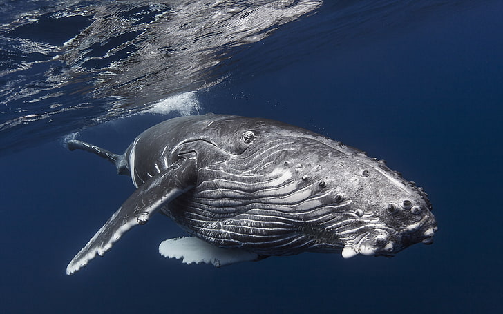 underwater, whale, humpback whale, HD wallpaper