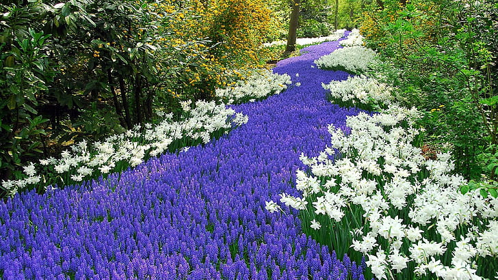 公園のブドウヒヤシンス、白い花びらの花と紫の花びらの花の行、花、1920x1080、木、公園、ブドウヒヤシンス、 HDデスクトップの壁紙