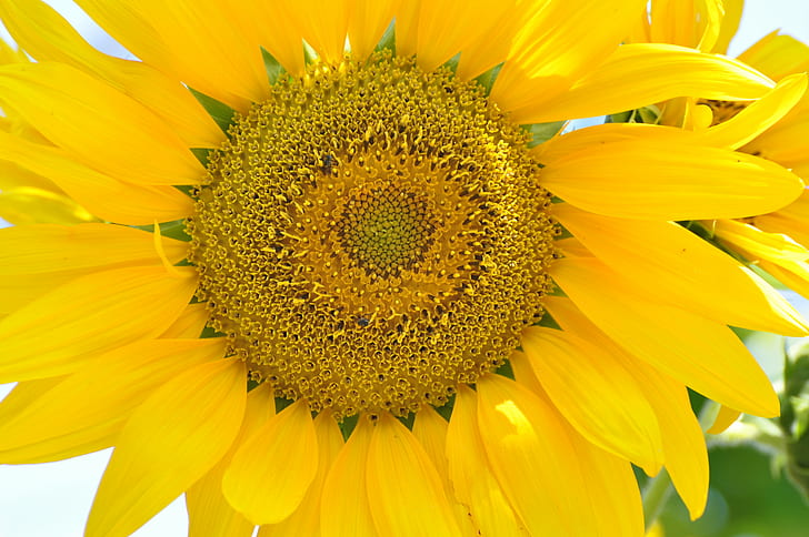 жълт слънчоглед, слънчоглед, жълт, природа, лято, растение, земеделие, цвете, венчелистче, едър план, семена, HD тапет