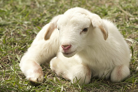 Animal, Sheep, Baby Animal, Close-Up, Lamb, HD wallpaper HD wallpaper