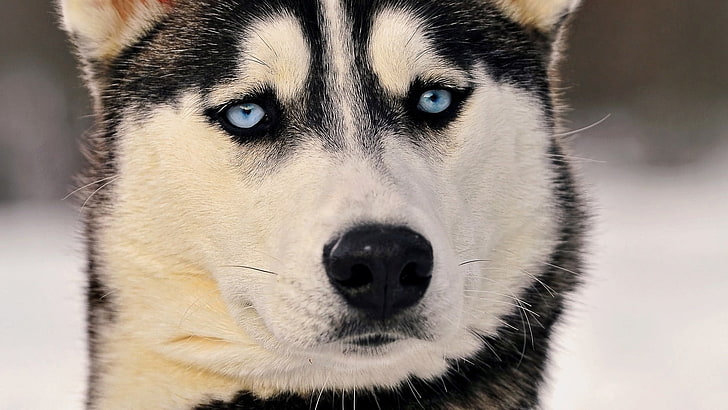 dewasa hitam dan putih Siberia Husky, Siberian Husky, hewan, anjing, Wallpaper HD