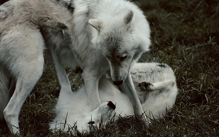 wolf, animals, HD wallpaper