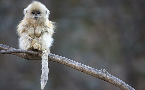 Mono blanco lindo, mono blanco, mono, mono blanco, primates, animales, hermoso, lindo, adorable, Fondo de pantalla HD HD wallpaper